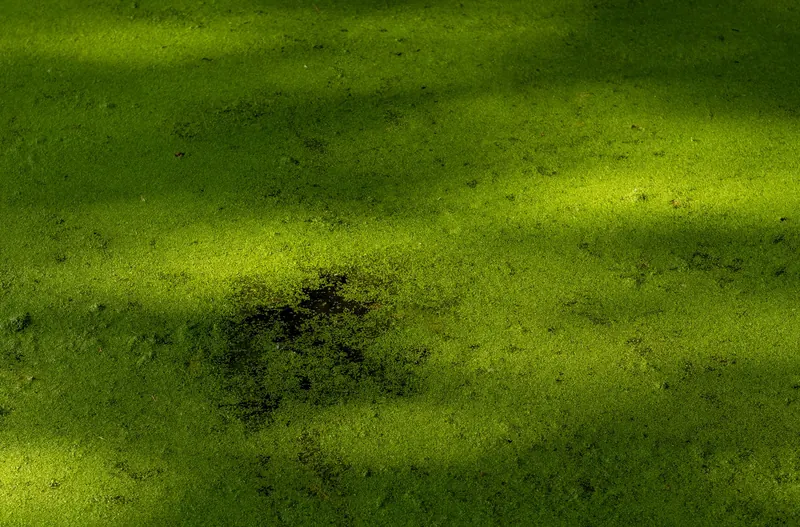 Green algae spread across water surface with sunlight creating unique patterns. Vibrant and natural texture